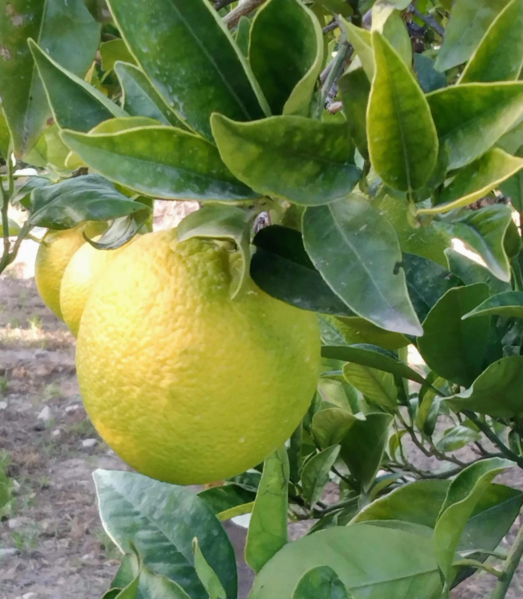 B&B La Granadilla Cónchar エクステリア 写真